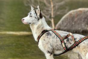 Alerta desaparecimento Cão cruzamento Fêmea , 1 anos Muhlbach-sur-Munster France