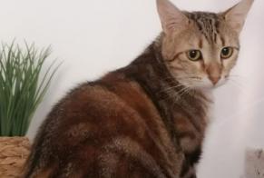 Alerta desaparecimento Gato  Fêmea , 3 anos Limoges France