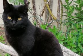 Alerta desaparecimento Gato  Fêmea , 6 anos Merri France