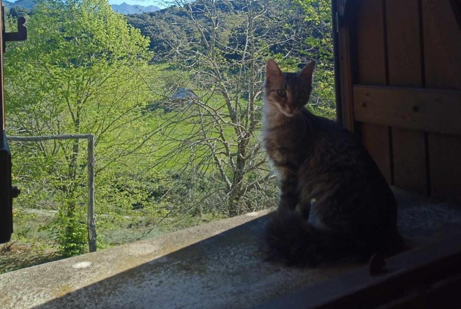 Alerta desaparecimento Gato cruzamento Fêmea , 1 anos Ajaccio France
