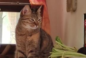 Alerta desaparecimento Gato Fêmea , 5 anos Allauch France