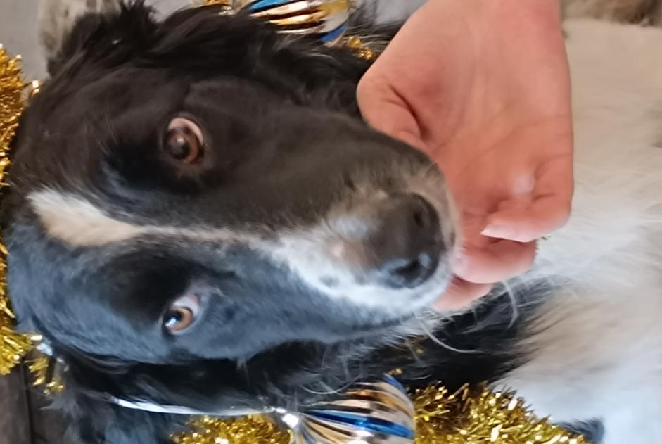 Alerta desaparecimento Cão  Macho , 5 anos Cayres France