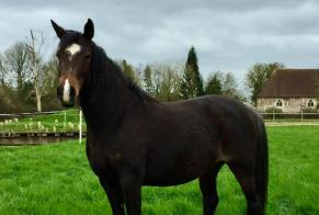 Alerta desaparecimento Cavalo Fêmea , 2024 anos Les Autels-Villevillon France