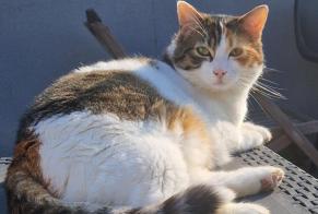 Alerta desaparecimento Gato Fêmea , 4 anos Grimbergen Belgium