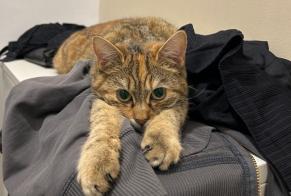 Alerta desaparecimento Gato Fêmea , 1 anos Choisey France