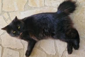 Alerta desaparecimento Gato  Fêmea , 2 anos Brion France