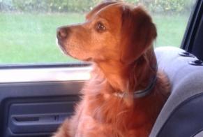 Alerta desaparecimento Cão  Macho , 14 anos Cugnaux France