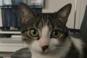 Alerta desaparecimento Gato Fêmea , 4 anos Maisons-Alfort France