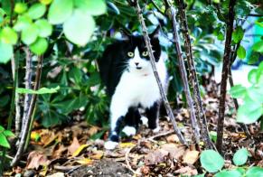 Alerta desaparecimento Gato  Fêmea , 5 anos Valmondois France