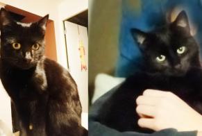 Alerta desaparecimento Gato  Macho , 1 anos Cognin France