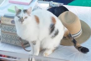 Alerta desaparecimento Gato Fêmea , 3 anos Châtelaudren-Plouagat France