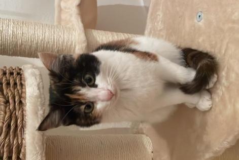 Alerta desaparecimento Gato cruzamento Fêmea , 1 anos Crans-Montana Switzerland