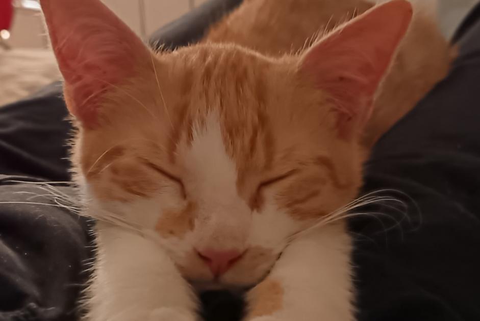 Alerta desaparecimento Gato Macho , 1 anos Rezé France