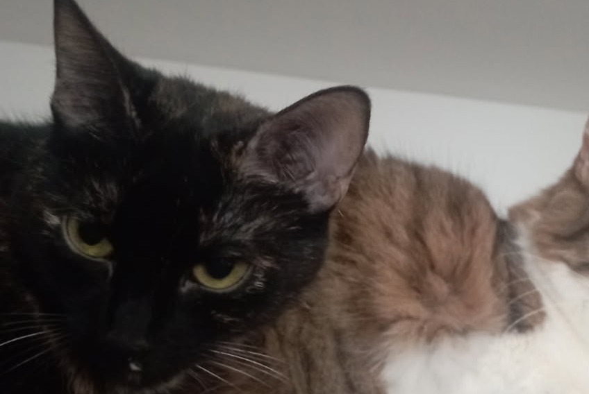 Alerta desaparecimento Gato cruzamento Fêmea , 4 anos Bouillargues France