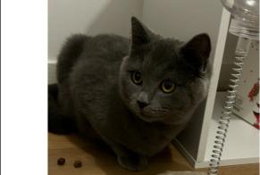 Alerta desaparecimento Gato  Macho , 1 anos Argenteuil France