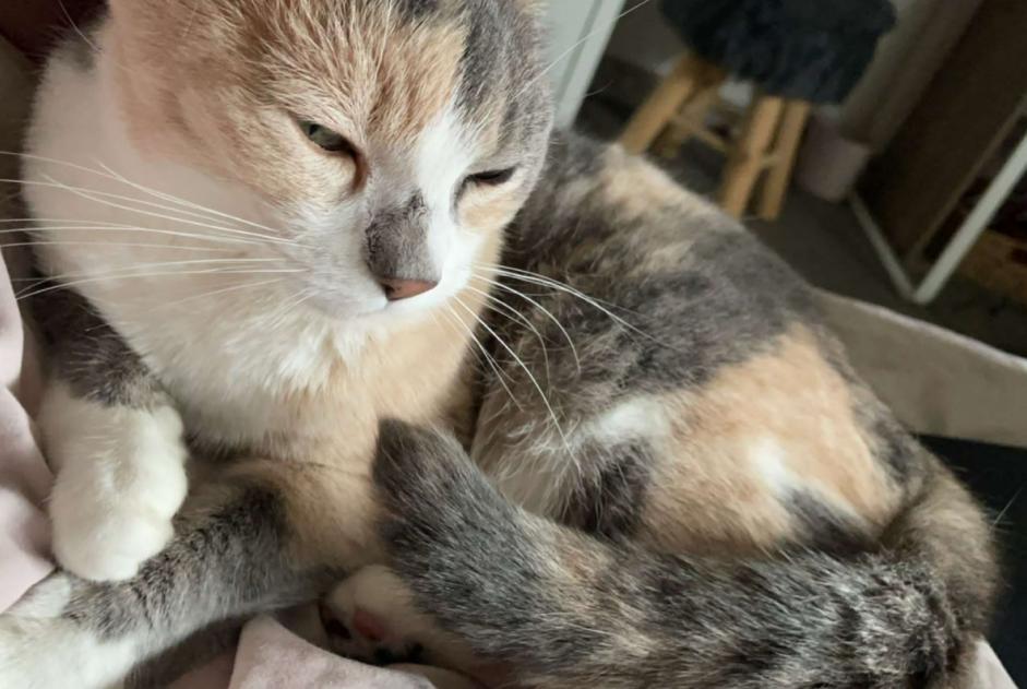 Alerta desaparecimento Gato cruzamento Fêmea , 8 anos Châteauroux France