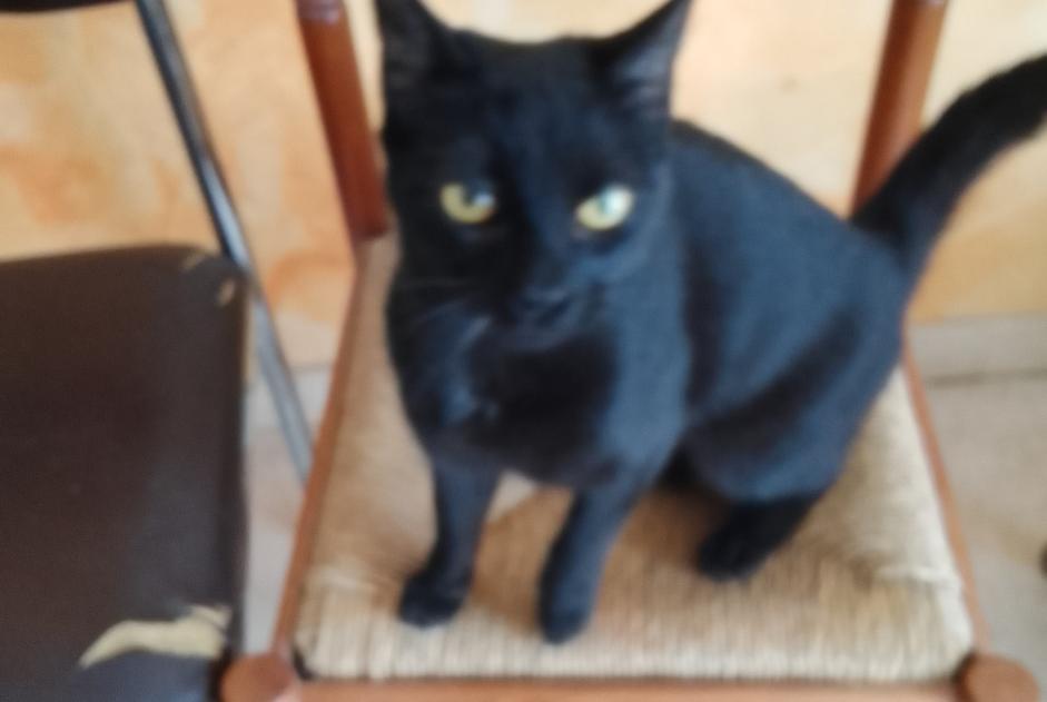 Alerta descoberta Gato Fêmea Tours France