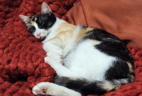 Alerta desaparecimento Gato Fêmea , 2 anos Châteauroux France