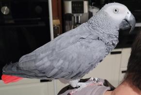 Alerta descoberta Pássaro Desconhecido Alfortville France