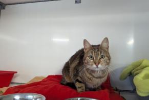 Alerta descoberta Gato Fêmea Vitré France