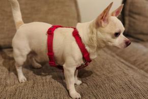 Alerta descoberta Cão  Macho , 2 anos Ixelles Belgium
