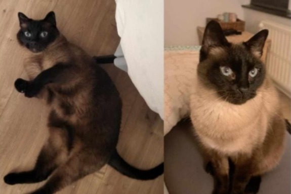 Alerta desaparecimento Gato  Macho , 13 anos Verviers Belgium