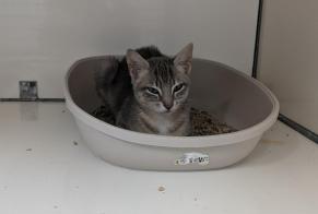 Alerta descoberta Gato  Fêmea La Guerche-de-Bretagne France