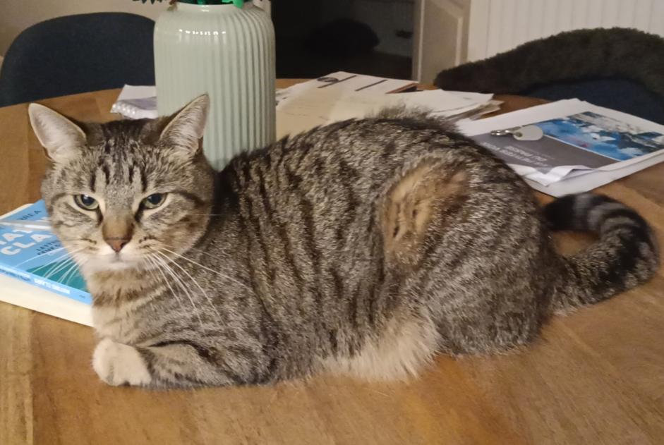 Alerta desaparecimento Gato Fêmea , 4 anos Perwez Belgium