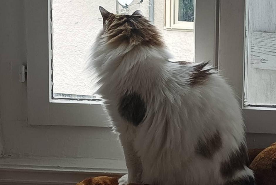 Alerta desaparecimento Gato cruzamento Fêmea , 14 anos Busy France
