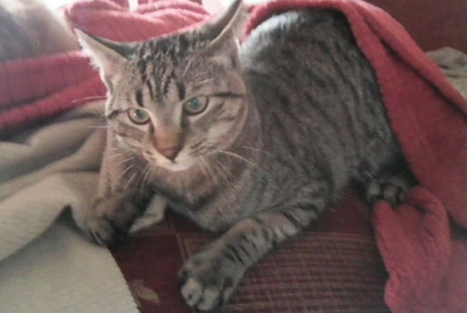 Alerta desaparecimento Gato cruzamento Macho , 1 anos Saint-Jean-Kourtzerode France