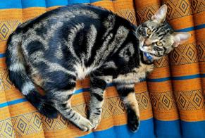 Alerta desaparecimento Gato Macho , 3 anos Couddes France
