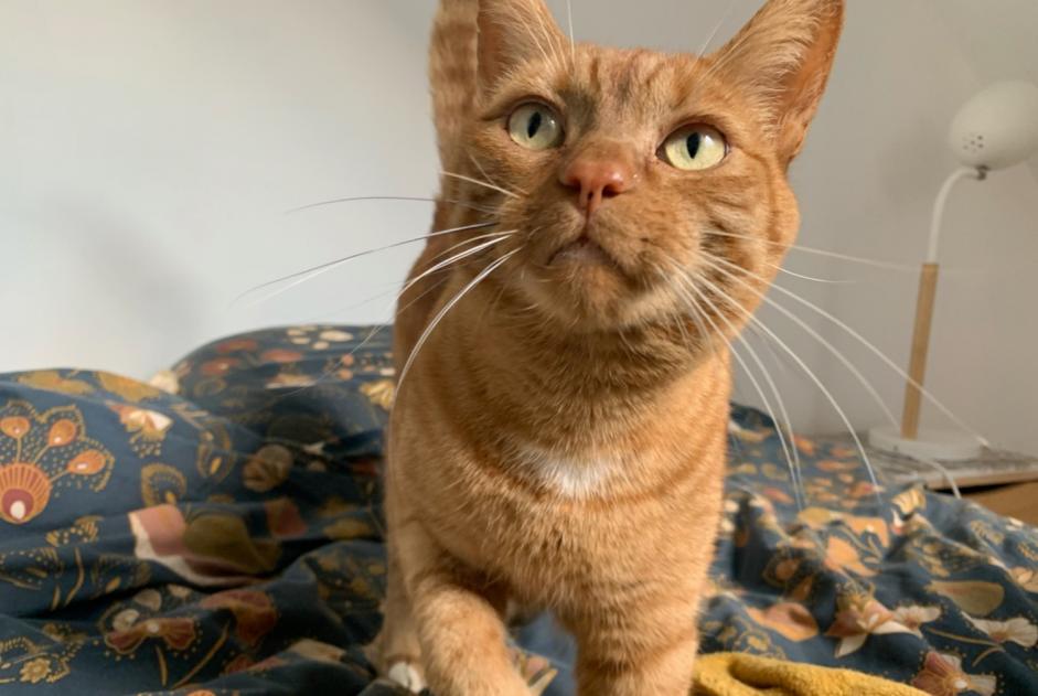 Alerta desaparecimento Gato cruzamento Macho , 7 anos Orée d'Anjou France