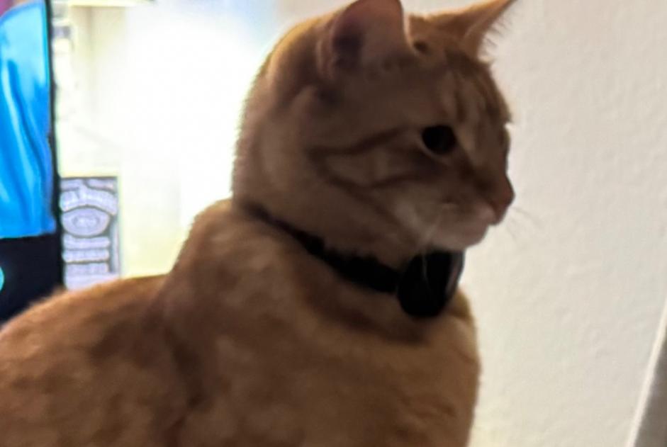 Alerta desaparecimento Gato cruzamento Macho , 3 anos Lausanne Switzerland