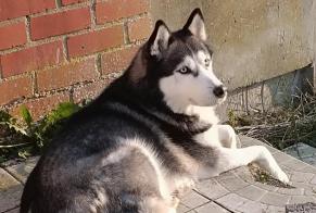 Alerta desaparecimento Cão  Macho , 10 anos Colfontaine Belgium