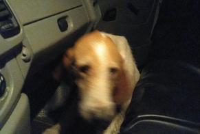 Alerta descoberta Cão Desconhecido , 6 anos Busserolles France