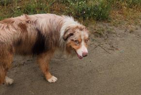 Alerta descoberta Cão  Macho Lucciana France