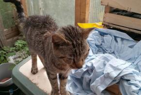 Alerta descoberta Gato Desconhecido Ossages France