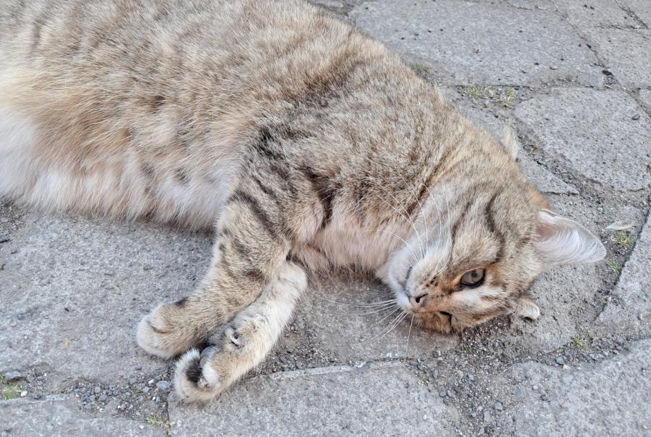 Alerta descoberta Gato Desconhecido Charleroi Belgium