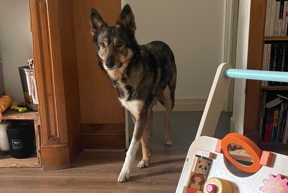 Alerta desaparecimento Cão cruzamento Fêmea , 8 anos Toulouse France