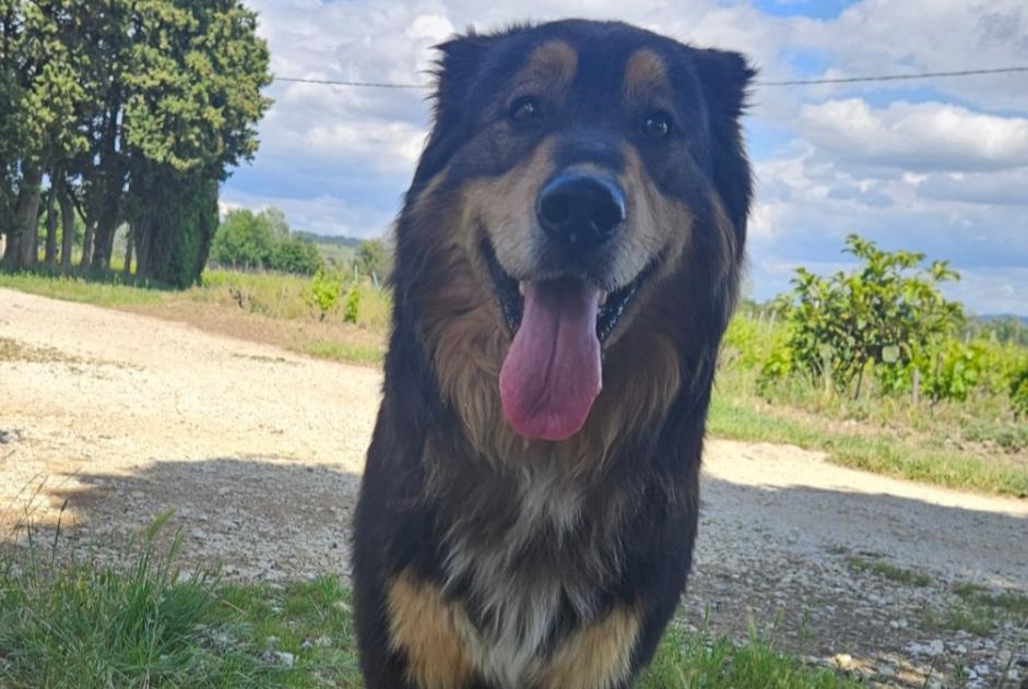 Alerta descoberta Cão cruzamento Macho Cairanne France