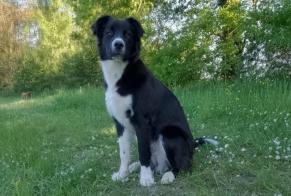 Alerta desaparecimento Cão cruzamento Macho , 0 anos Antonne-et-Trigonant France