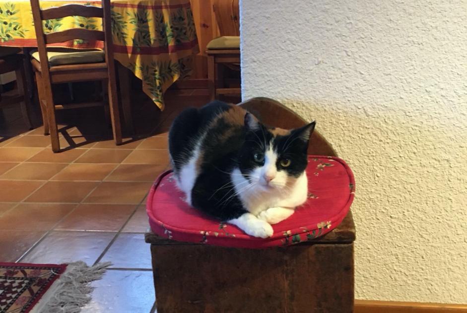 Alerta desaparecimento Gato Fêmea , 12 anos Morges Switzerland