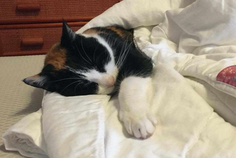 Alerta desaparecimento Gato Fêmea , 12 anos Morges Switzerland
