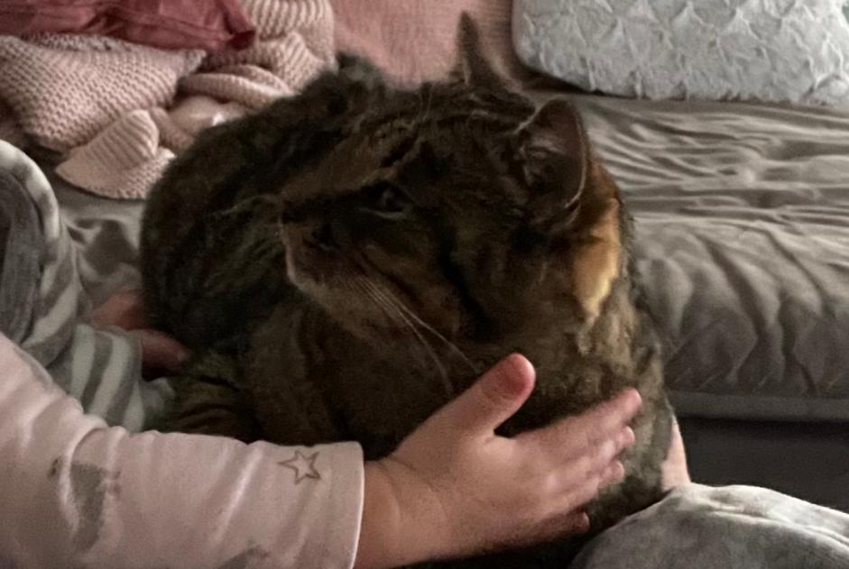 Alerta desaparecimento Gato  Fêmea , 3 anos Valbirse Switzerland