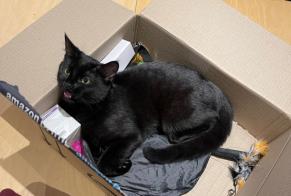 Alerta desaparecimento Gato Fêmea , 1 anos Beauchamp France