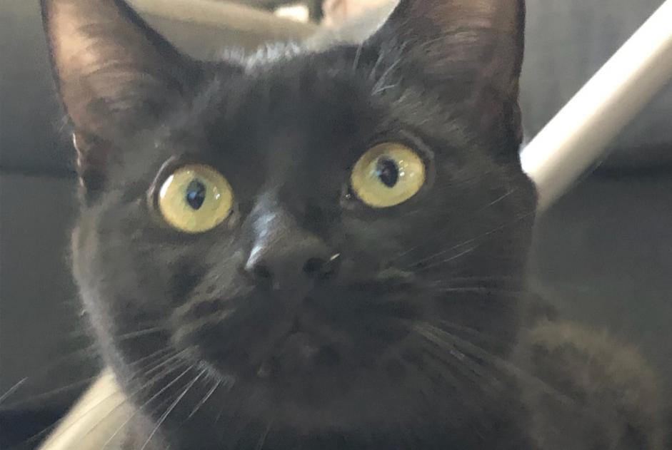 Alerta desaparecimento Gato Fêmea , 1 anos Beauchamp France