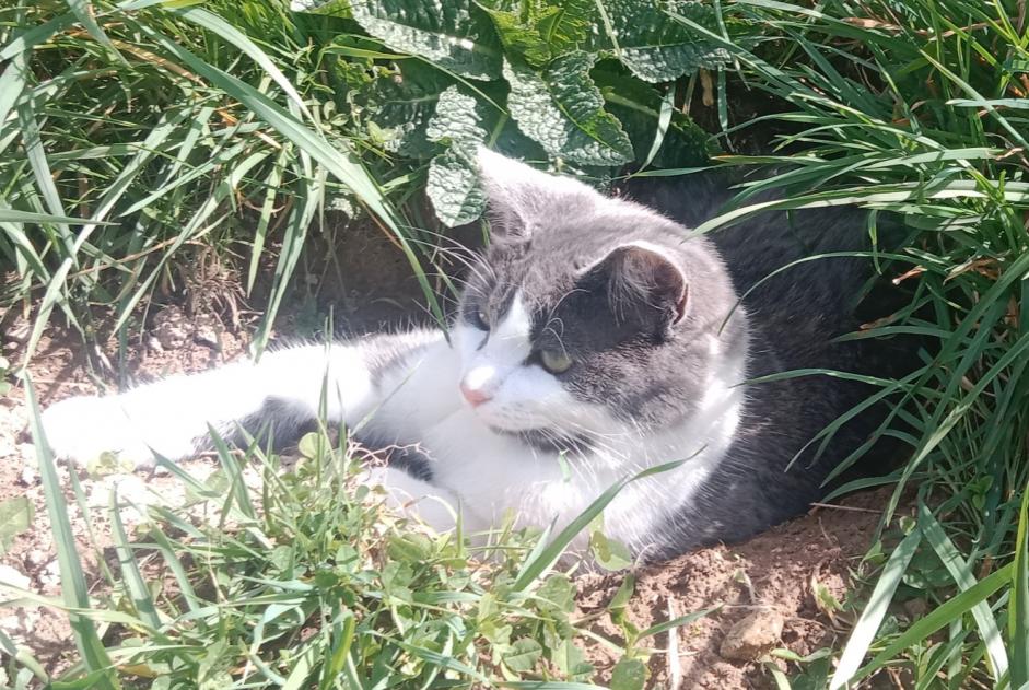Alerta desaparecimento Gato Macho , 2 anos Lamure-sur-Azergues France