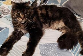 Alerta desaparecimento Gato  Macho , 7 anos Les Martres-de-Veyre France