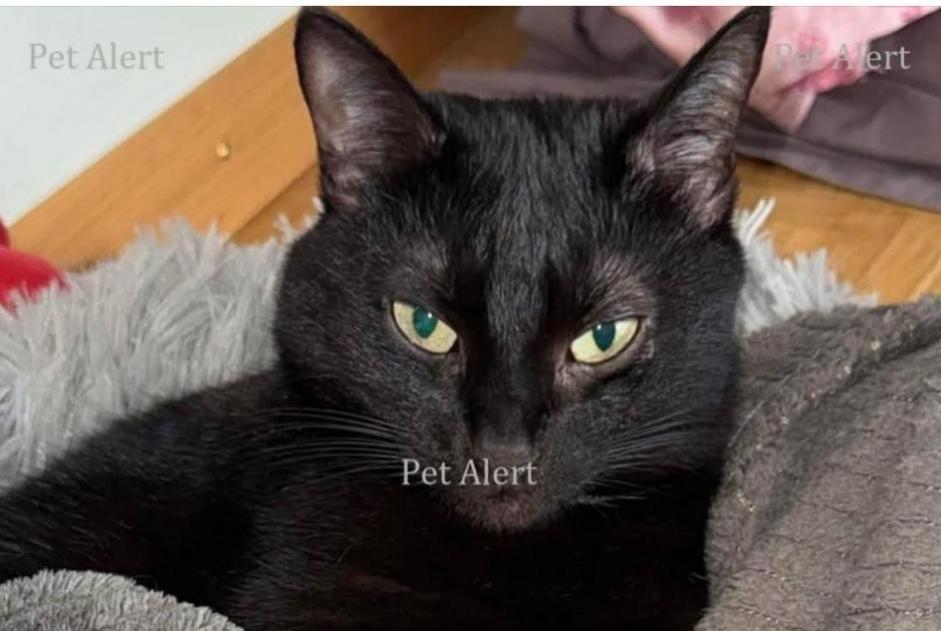 Alerta desaparecimento Gato Fêmea , 10 anos Wünnewil-Flamatt Switzerland