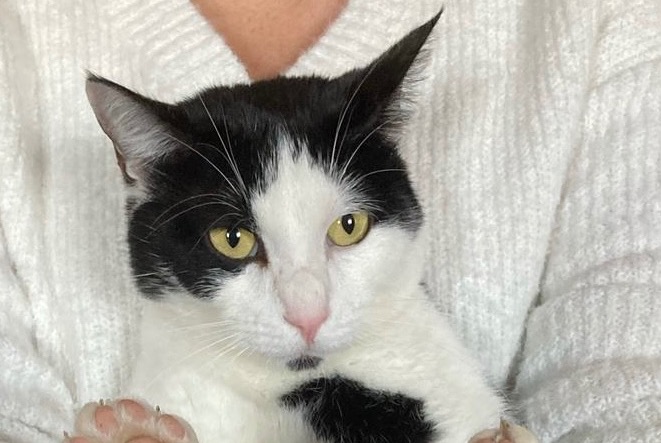 Alerta desaparecimento Gato Macho , 14 anos Tourville-la-Rivière France